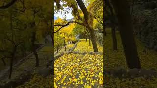 The autumn season in Hunza Valley Pakistan short shorts fyp fypシ゚viral nature hunza india [upl. by Neroc674]