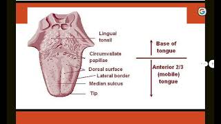 histology lec4 part 8 filiform papillae [upl. by Kemp]