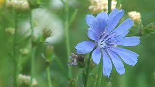 Common chicory birds singing relaxing nature sounds [upl. by Daggna26]