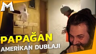 Elraenn  Papağan Amerikan Dublajı İzliyor  Veysel Zaloğlu [upl. by Byram]