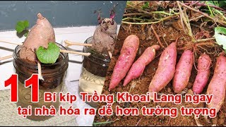 11 bí kíp Trồng Khoai Lang ngay tại nhà hóa ra dễ hơn tưởng tượng [upl. by Anal490]