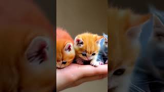 Cute kittens 🐱🎀 cute ai kidsmaniar7s [upl. by Mickelson723]