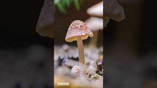 reel mushroom 5 timelapse growingup [upl. by Evan664]