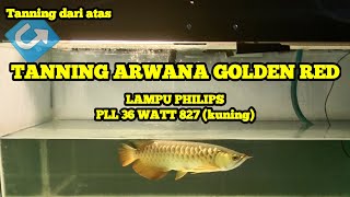 Tanning Arwana Golden Red  Coba Tanning dari Atas [upl. by Hatch]