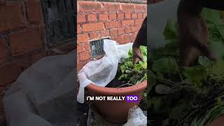 Daikon Radish Drama 🙄 shorts gardening gardeningtips growyourownfood plants containergardening [upl. by Sophy]