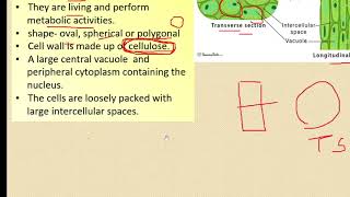 class 9 simple permanent tissues [upl. by Moe206]