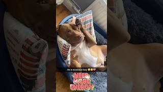 lazybones dailyshorts mypet funnyanimal cutedog doglover pitbull pets fyp newvideo [upl. by Trab]