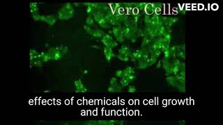 Vero cell line and uses of Vero cell line [upl. by Bradski]