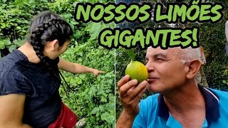 OS GIGANTES LIMÕES DE NOSSO SÍTIO NAS MONTANHAS🍋 [upl. by Enelez]