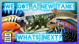 New Fish and a New Tank  Mbuna or Tanganyikan Cichlids [upl. by Halihs]