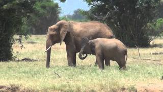 Tsavo East National Park Kenia [upl. by Torrlow]