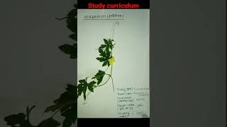 herbarium fileStudy Curriculum [upl. by Iila]