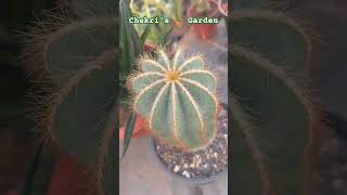 Notocactus Magnificus from My 🌵 Collection [upl. by Neelac]