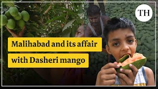 Malihabad and its affair with the Dasheri mango  Uttar Pradesh [upl. by Enelra287]