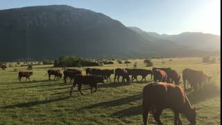 Zalazak sunca za Dinarom Stado mladih junica pasmine Salers [upl. by Gerhan58]