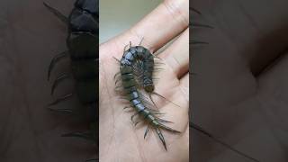 Tiger Centipede Bite 😲😲 [upl. by Saleme]