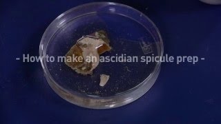 How to make an ascidian spicule prep [upl. by Adnilemre]