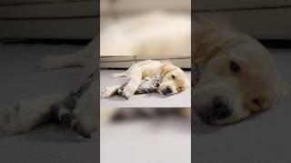 Golden Retriever Cant Sleep Without His Kitten [upl. by Nilatak]