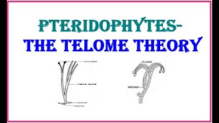 PteridophytesThe Telome theory [upl. by Naaman]