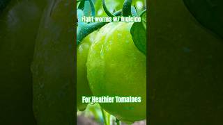 Fight worms w fungicide for healthier tomatoes in farm [upl. by Kcin]