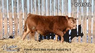 Davidson Gelbvieh Bull Lot DVE 71L sells Friday March 1 2024 [upl. by Jeramey]