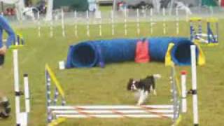 Cavalier King Charles Spaniel in DOG AGILITY [upl. by Ahsyas]