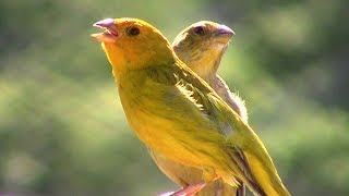 Canário da Terra Cantando Junto com sua Fêmea  Sensacional [upl. by Nairadal]