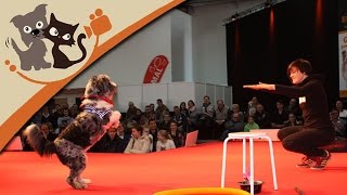 Impressionen der DOGLIVE 2015 in Münster [upl. by Elamrej83]