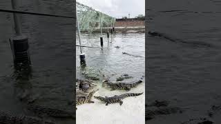 When Farmer are boring they try to fish crocodiles 👀 [upl. by Constancia]