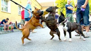 Staffordshire Bullterrier GBF Clubschau 2013 Part 1 Males [upl. by Kuehnel860]