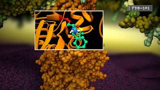 Penicillin Binding Protein Binding Ampicillin [upl. by Ainniz]