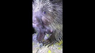 Porcupine in Colorado [upl. by Steady]