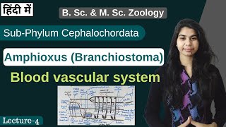 Amphioxus Branchiostoma  Blood Vascular system  In Hindi  B Sc amp M Sc  Zoology [upl. by Schreiber]