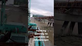 alimasag sa dalampasigan [upl. by Edny593]