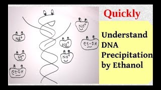 DNA precipitation [upl. by Apostles275]