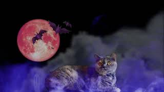 HALLOWEEN FREIER DOWNLOAD KEIN WASSERZEICHEN bewegte Bilder moving images [upl. by Vyky573]