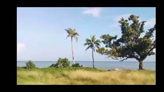 The Tonga volcano shockwave as heard from Fiji nearly 1000 km away [upl. by Milburr]