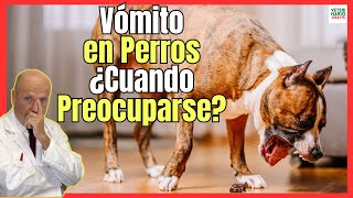 🔴 VÓMITOS EN PERROS ¿CUANDO PREOCUPARSE 🔴 [upl. by Lirpa]