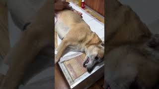 How to inject pain antibiotics to sick dog shortvideo spayandneuter [upl. by Ttenyl]