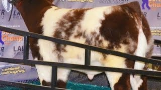 PB Shorthorn quotRed White amp Roanquot At Missouri AGR [upl. by Nifled707]