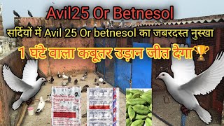 सर्दियों में Avil 25 Or betnesol का जबरदस्त नुस्खा कबूतर को उड़ाने के लिये पानी Kabootar ka khel pani [upl. by Rehpetsirhc]