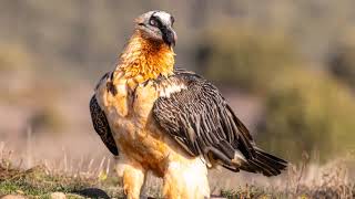 Bearded vulture [upl. by Merline834]