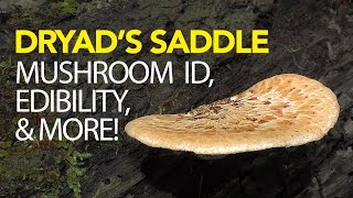 Foraging For Dryads Saddle  Pheasant Back Mushroom [upl. by Sadinoel502]