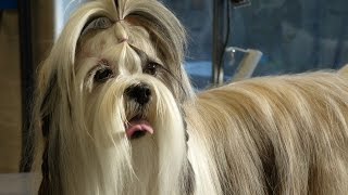 Toilettage  Lhassa Apso [upl. by Ayekat]