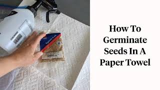 Germinating Tomato Seeds on a Paper Towel Easy StepbyStep Guide for Beginners [upl. by Rab]