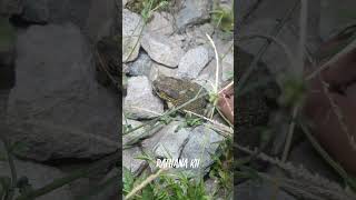 🐸Boing boing Look Catch big froggy funny short funny frog [upl. by Steiner18]