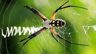 Argiope aurantia quotWriting Spiderquot builds web [upl. by Arinayed]