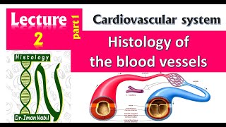 2aHistology of general structure of blood vessels and large arteriesCardiovascular system [upl. by Isia]