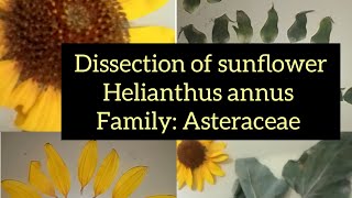 Dissection Of Helianthus annus Sunflower Family Asteraceae [upl. by Unders860]