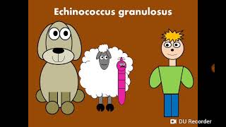 Hydatid disease Echinococcus granulosus التكيس المائي [upl. by Delaine]